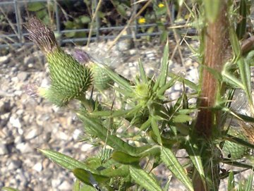 Cirsium vulgare a Latina